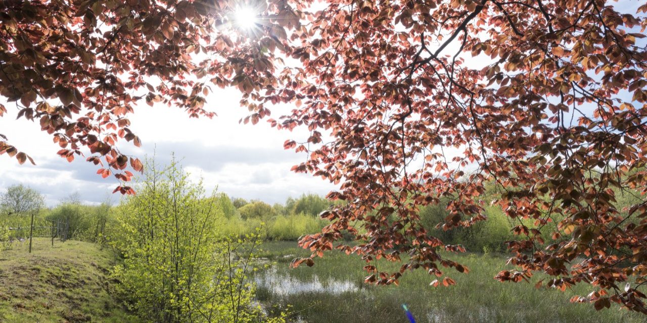 Recultivation of clay pit in Beerse