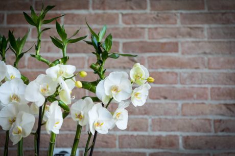 Indoor office with flowers and wall