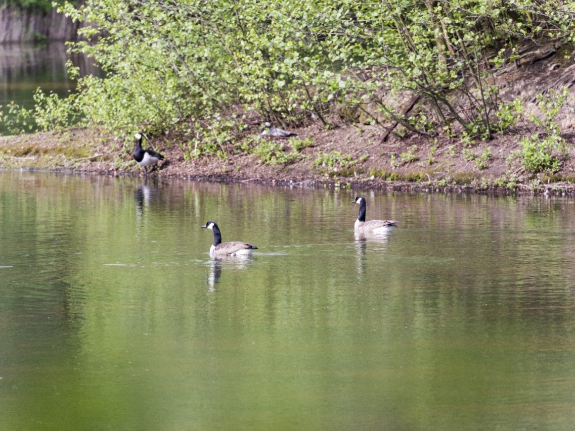 Recultivation of clay pit in Beerse