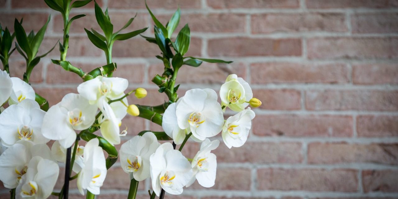 Indoor office with flowers and wall