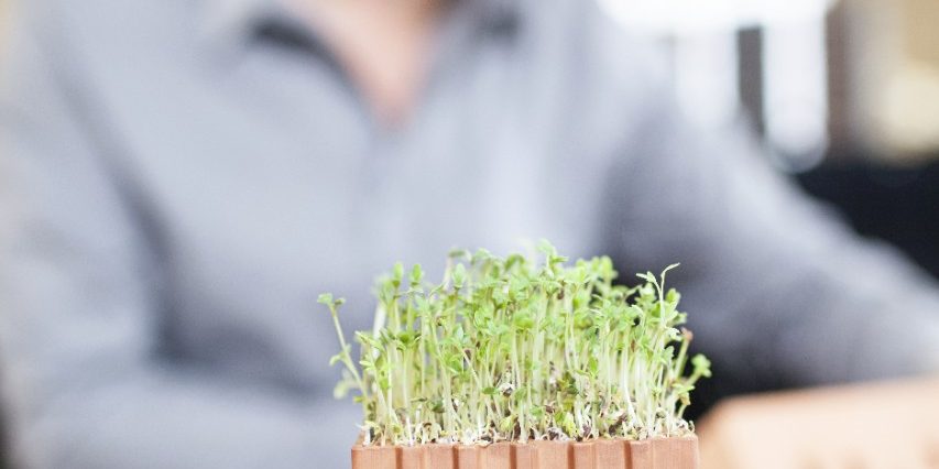 Miniature clay block with watercress and blurry architect in background