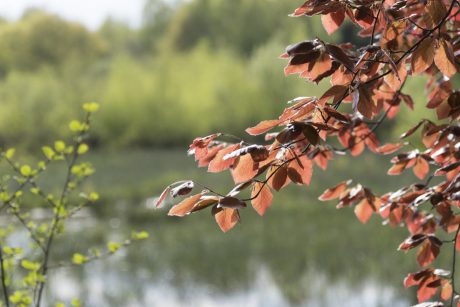 Recultivation of clay pit in Beerse