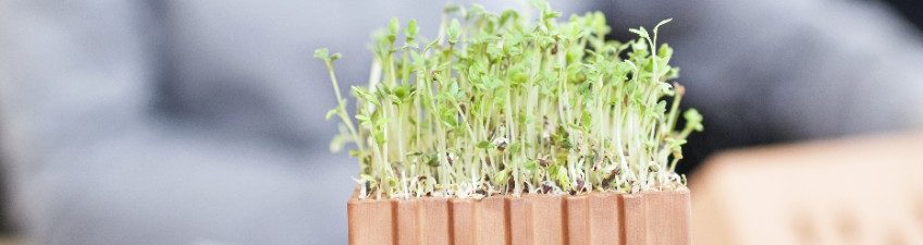 Miniature clay block with watercress and blurry architect in background