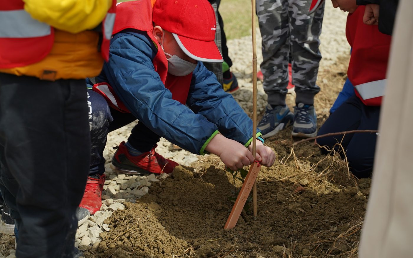 Piantumazione albero