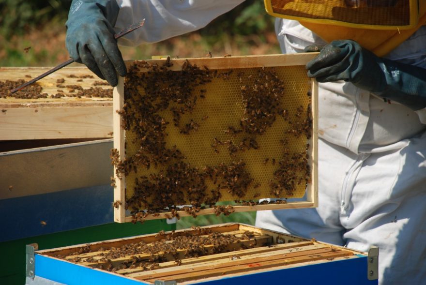 Controllo di un telaio da miele e benessere della salute delle api