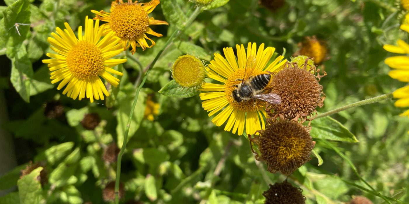 Megachile spp of bee on common fleabane (daisy family) (WBS Rumst)