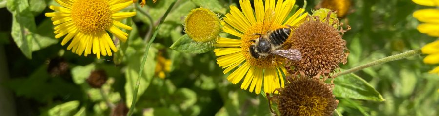 Megachile spp of bee on common fleabane (daisy family) (WBS Rumst)
