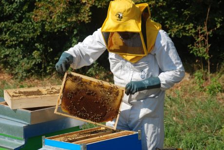 Apicoltore che si prende cura delle arnie