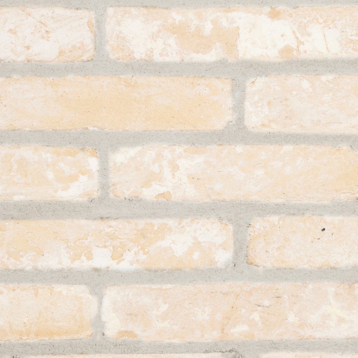 Dogi Scialbato Giallo