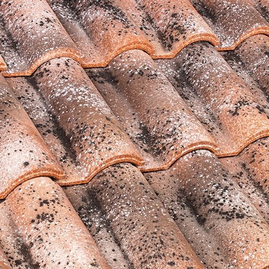 Portoghese SanMarco Giotto