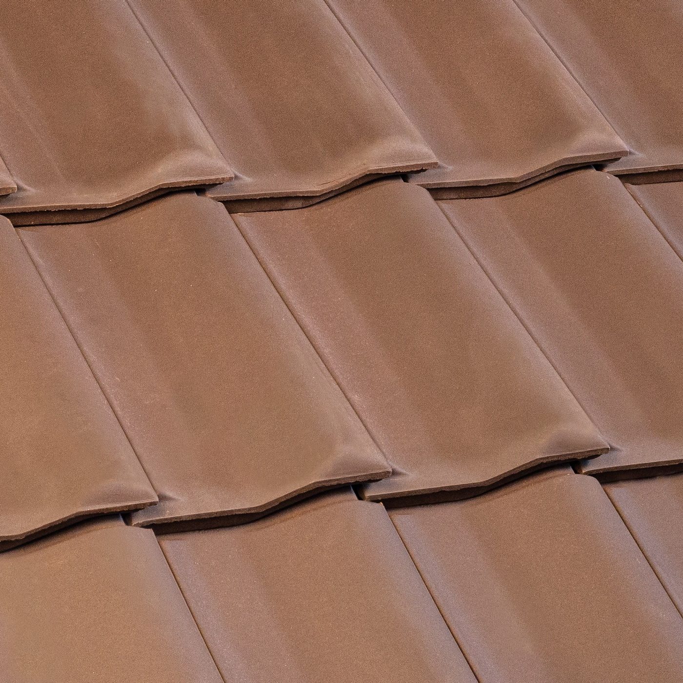 Olandese Pica Testa di Moro